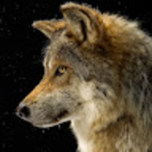 Meet your Posher, Kai